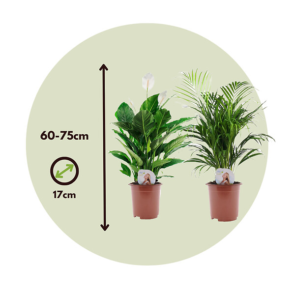 PLANT IN A BOX - Mélange de plantes d'intérieur - Set de 2 - Hauteur 60-75cm - ⌀17cm - large