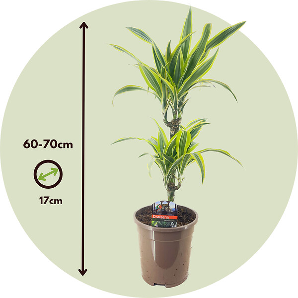 PLANT IN A BOX - Dragonnier - Dracaena deremensis 'Lemon Lime' - Hauteur 60-70cm - ⌀17cm - large