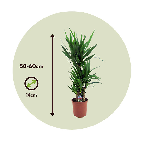 PLANT IN A BOX - Pied d'éléphant - Set de 6 - Yucca elephantipes - Hauteur 50-60cm - ⌀14cm - large