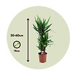 PLANT IN A BOX - Pied d'éléphant - Set de 6 - Yucca elephantipes - Hauteur 50-60cm - ⌀14cm - vignette