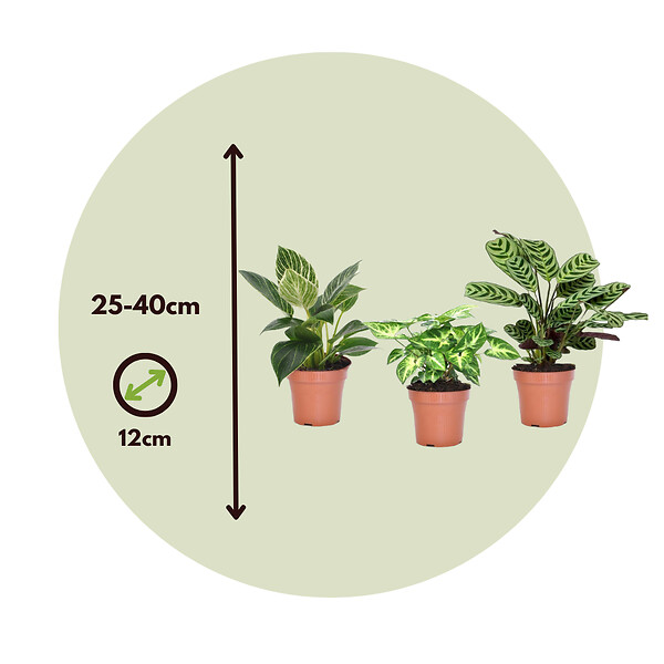 PLANT IN A BOX - Mélange de plantes d'intérieur - Set de 3 - Hauteur 25-40cm - ⌀12cm - large