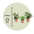 PLANT IN A BOX - Mélange de plantes d'intérieur - Set de 3 - Hauteur 25-40cm - ⌀12cm - vignette