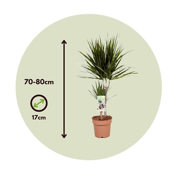 PLANT IN A BOX - Dragonnier - Dracaena marginata - Hauteur 70-80cm - ⌀17cm - large
