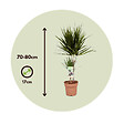 PLANT IN A BOX - Dragonnier - Dracaena marginata - Hauteur 70-80cm - ⌀17cm - vignette