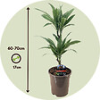 PLANT IN A BOX - Dragonnier - Set de 2 - Dracaena Deremensis 'Warneckei' - H60-70cm - ⌀17cm - vignette