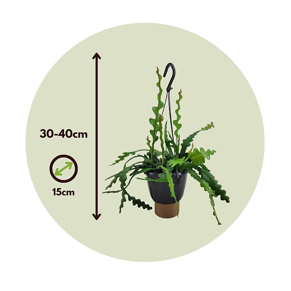 PLANT IN A BOX - Cactus orchidée - Epiphyllum 'Anguliger' - Hauteur 30-40cm - ⌀15cm - large