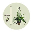 PLANT IN A BOX - Cactus orchidée - Epiphyllum 'Anguliger' - Hauteur 30-40cm - ⌀15cm - vignette