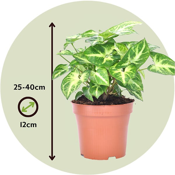 PLANT IN A BOX - Patte-d'oie - Set de 2 - Syngonium podophyllum 'Pixie' - Hauteur 25-40cm - ⌀12cm - large