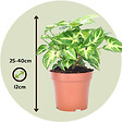 PLANT IN A BOX - Patte-d'oie - Set de 2 - Syngonium podophyllum 'Pixie' - Hauteur 25-40cm - ⌀12cm - vignette