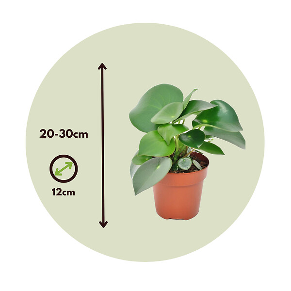 PLANT IN A BOX - Pépéromie - Set de 2 - Peperomia polybotrya - Hauteur 20-30cm - ⌀12cm - large