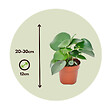 PLANT IN A BOX - Pépéromie - Set de 2 - Peperomia polybotrya - Hauteur 20-30cm - ⌀12cm - vignette