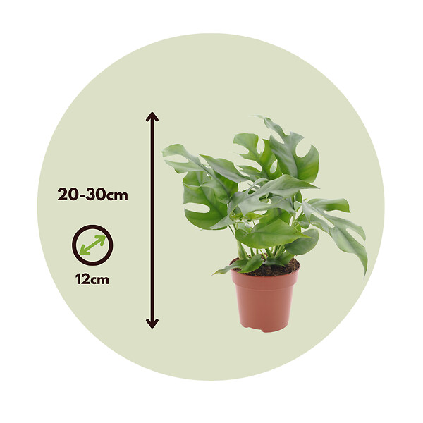 PLANT IN A BOX - Plante à trous - Set de 2 - Rhaphidophora tetrasperma - Hauteur 20-30cm - ⌀12cm - large