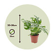 PLANT IN A BOX - Plante à trous - Set de 2 - Rhaphidophora tetrasperma - Hauteur 20-30cm - ⌀12cm - vignette