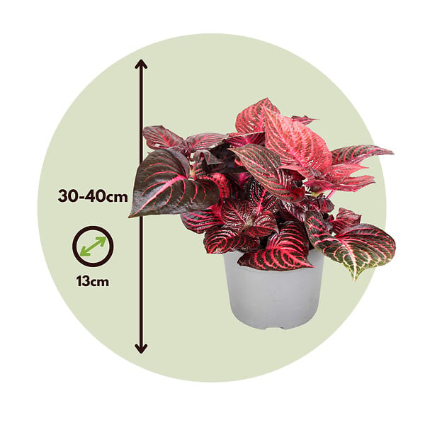 PLANT IN A BOX - Feuille de sang - Set de 2 - Iresine herbstii - Hauteur 20-30cm - ⌀13cm - large