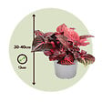 PLANT IN A BOX - Feuille de sang - Set de 2 - Iresine herbstii - Hauteur 20-30cm - ⌀13cm - vignette
