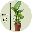 PLANT IN A BOX - Oiseau de paradis - Set de 2 - Strelitzia nicolai - Hauteur 55-70cm - ⌀17cm - vignette