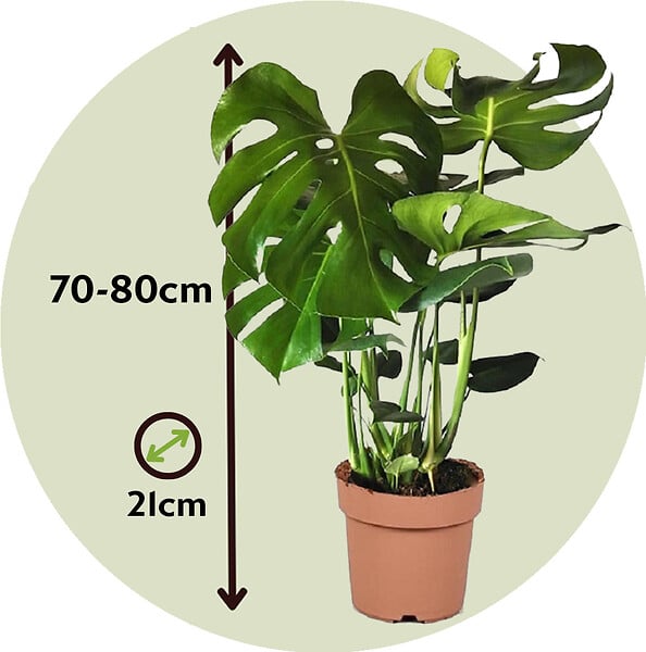 PLANT IN A BOX - Plante à trous - Set de 2 - Monstera deliciosa - Hauteur 70-80cm - ⌀21cm - large