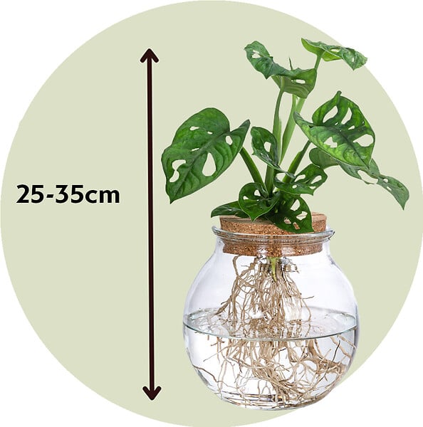 PLANT IN A BOX - Plante à trous - Monstera adansonii 'Monkey Mask' - Hauteur 25-35cm - ⌀20cm - large