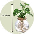 PLANT IN A BOX - Plante à trous - Monstera adansonii 'Monkey Mask' - Hauteur 25-35cm - ⌀20cm - vignette