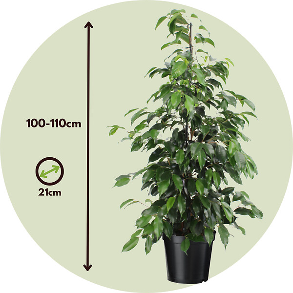 PLANT IN A BOX - Ficus pleureur - Ficus benjamina 'Danielle' - Hauteur 100-110cm - ⌀21cm - large