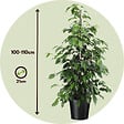 PLANT IN A BOX - Ficus pleureur - Ficus benjamina 'Danielle' - Hauteur 100-110cm - ⌀21cm - vignette