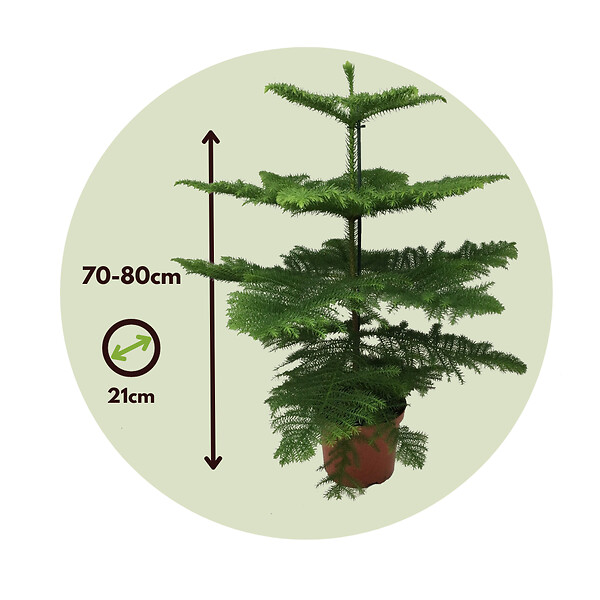 PLANT IN A BOX - Pin de Norfolk - Araucaria heterophylla - Hauteur 70-80cm - ⌀21cm - large