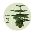 PLANT IN A BOX - Pin de Norfolk - Araucaria heterophylla - Hauteur 70-80cm - ⌀21cm - vignette