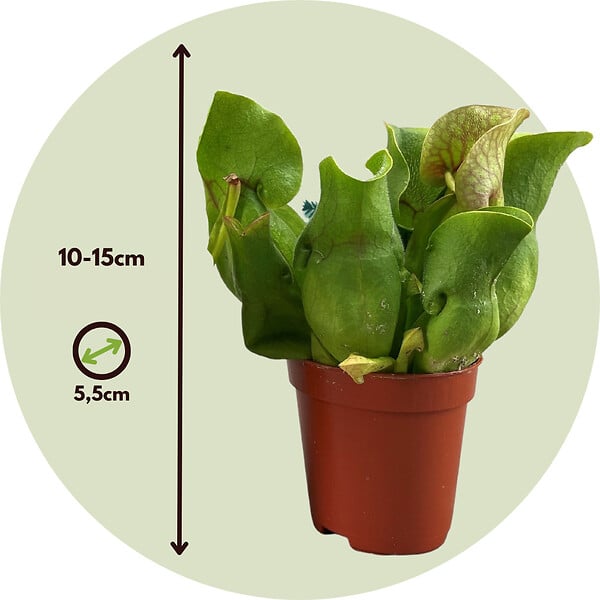 PLANT IN A BOX - Sarracénie pourpre - Set de 6 - Sarracenia purpurea - Hauteur 10cm - ⌀5,5cm - large