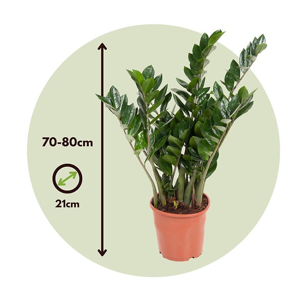 PLANT IN A BOX - Plante ZZ - Zamioculcas Emerald - Hauteur 70-80cm - ⌀21cm - large