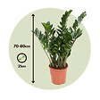 PLANT IN A BOX - Plante ZZ - Zamioculcas Emerald - Hauteur 70-80cm - ⌀21cm - vignette