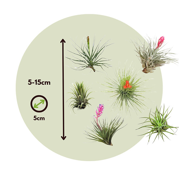 PLANT IN A BOX - Plante aérienne - Set de 5 - Tillandsia - Hauteur 5-15cm - ⌀5cm - large