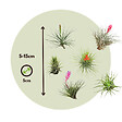 PLANT IN A BOX - Plante aérienne - Set de 5 - Tillandsia - Hauteur 5-15cm - ⌀5cm - vignette