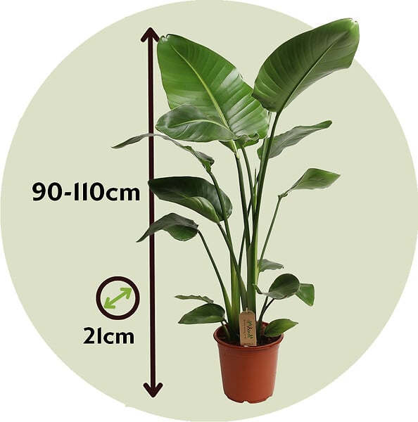 PLANT IN A BOX - Oiseau de paradis - Strelitzia nicolai - Hauteur 90-110cm - ⌀21cm - large