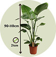 PLANT IN A BOX - Oiseau de paradis - Strelitzia nicolai - Hauteur 90-110cm - ⌀21cm - vignette