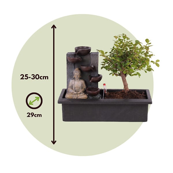 PLANT IN A BOX - Bonsaï - Bonsai - Hauteur 25-35cm - ⌀29cm - large