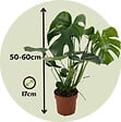 PLANT IN A BOX - Plante à trous - Set de 2 - Monstera deliciosa - Hauteur 50-60cm - ⌀17cm - vignette
