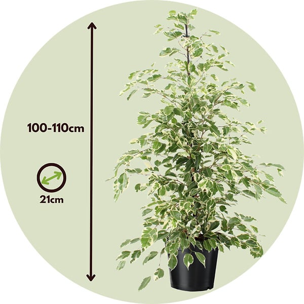 PLANT IN A BOX - Ficus pleureur - Ficus Benjamina 'Twilight' - Hauteur 100-110cm - ⌀21cm - large