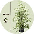 PLANT IN A BOX - Ficus pleureur - Ficus Benjamina 'Twilight' - Hauteur 100-110cm - ⌀21cm - vignette