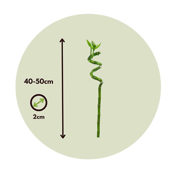 PLANT IN A BOX - Lucky Bamboo - Set de 6 - Dracaena sanderiana - Hauteur 40-50cm - ⌀2cm - large
