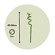 PLANT IN A BOX - Lucky Bamboo - Set de 6 - Dracaena sanderiana - Hauteur 40-50cm - ⌀2cm - vignette