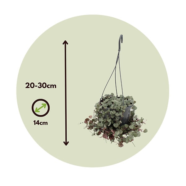 PLANT IN A BOX - Chaîne des cœurs - Ceropegia linearis Woodii - Hauteur 20-30cm - ⌀14cm - large