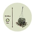 PLANT IN A BOX - Chaîne des cœurs - Ceropegia linearis Woodii - Hauteur 20-30cm - ⌀14cm - vignette