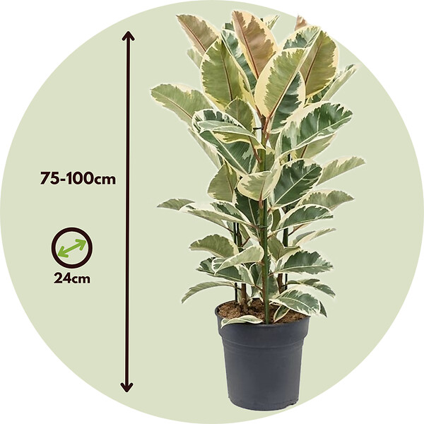 PLANT IN A BOX - Caoutchouc - Ficus Elastica 'Tineke' - Hauteur 75-100cm - ⌀24cm - large