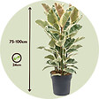 PLANT IN A BOX - Caoutchouc - Ficus Elastica 'Tineke' - Hauteur 75-100cm - ⌀24cm - vignette