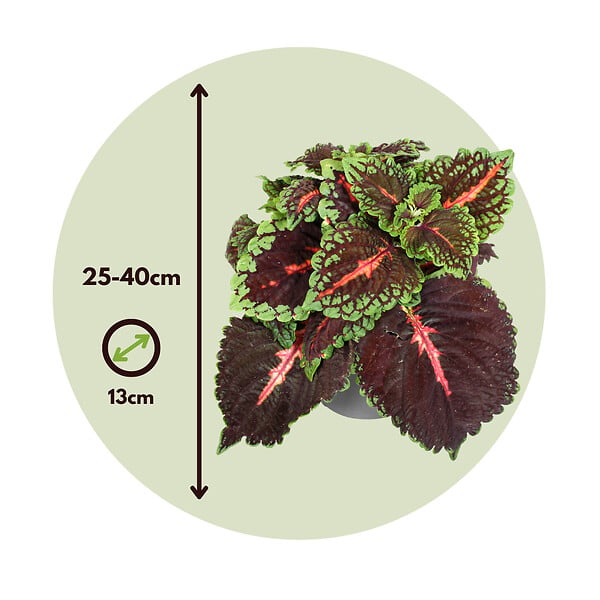 PLANT IN A BOX - Plante à feuillage - Set de 3 - Plectranthus scutellarioides - H25-40cm - ⌀13cm - large