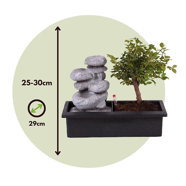 PLANT IN A BOX - Bonsaï - Bonsai - Hauteur 25-35cm - ⌀29cm - large