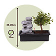 PLANT IN A BOX - Bonsaï - Bonsai - Hauteur 25-35cm - ⌀29cm - vignette