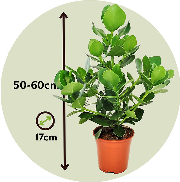 PLANT IN A BOX - Pommier baumier - Set de 2 - Clusia rosea 'Princess' - Hauteur 50-60cm - ⌀17cm - large