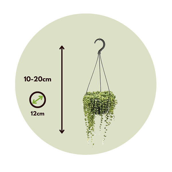 PLANT IN A BOX - Plante collier de perles - Set de 2 - Senecio rowleyanus - H10-20cm - ⌀12cm - large