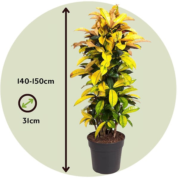 PLANT IN A BOX - Croton - Codiaeum variegatum 'Mrs. Iceton' - Hauteur 140-150cm - ⌀31cm - large